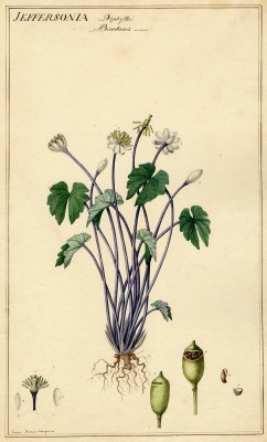 Jeffersonia diphylla L.