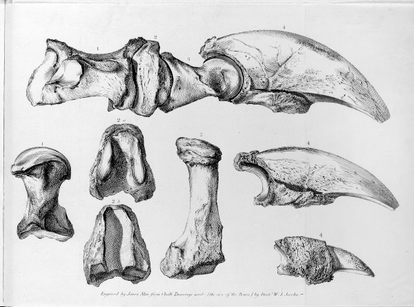 Graphic from “A Description of the Bones deposited, by the President, in the Museum of the Society"