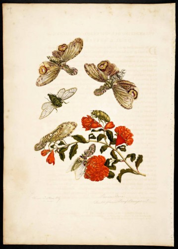 plate of peacock flower with bugs 
