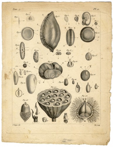 sketches of seeds 