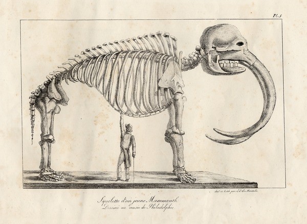 Image of Peale's Mastodon