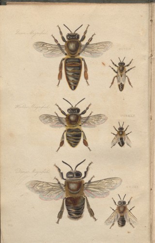 Bees image