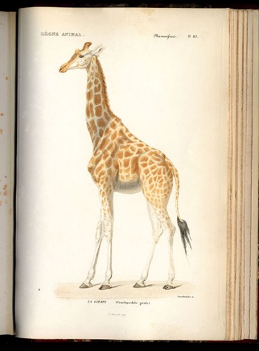 giraffe