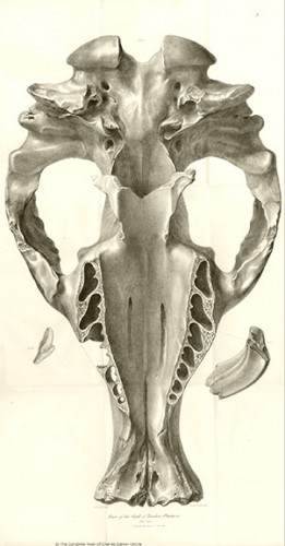 skull