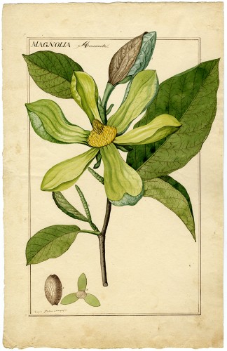 magnolia