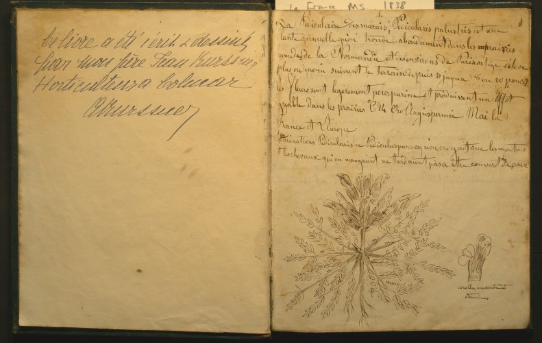 manuscript page of plant book