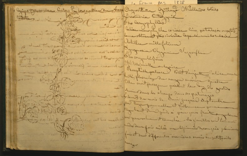 manuscript page of plant book