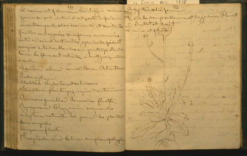 manuscript page of plant book