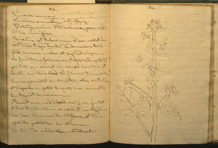 manuscript page of plant book