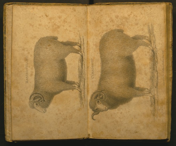 two illustrations of two sheep