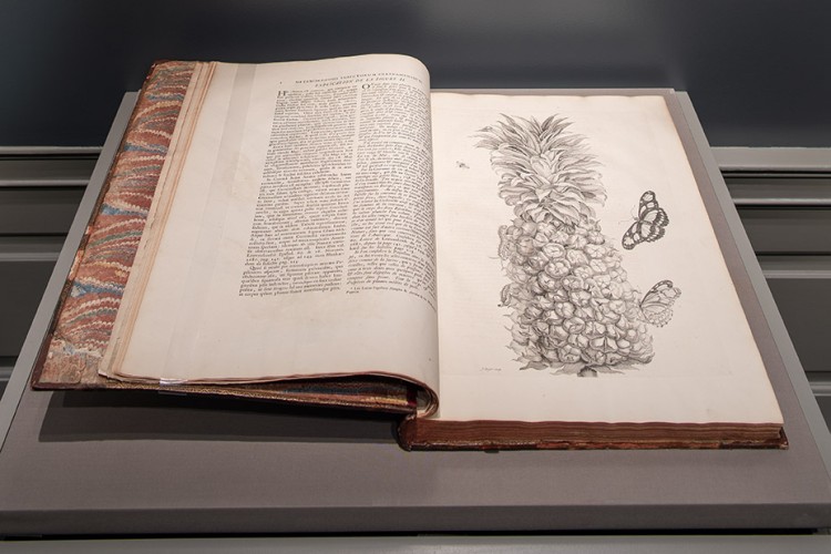book with illustration of pineapple