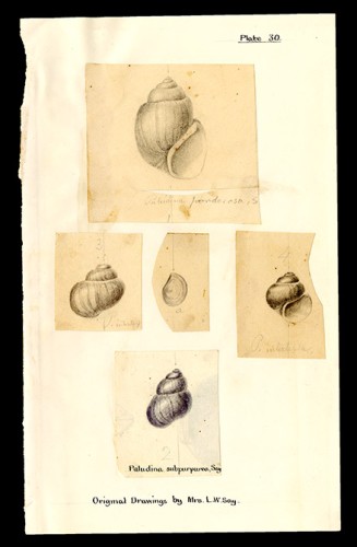 “Paludina” Drawings