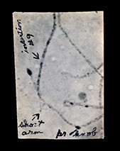 Microscope photograph of maize chromosomes, with notes