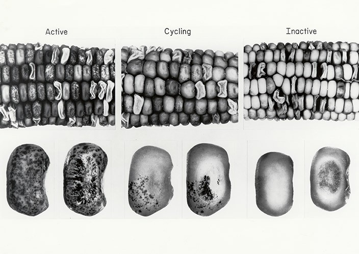 Photograph of maize samples, labeled “Active,” “Cycling,” and “Inactive,”