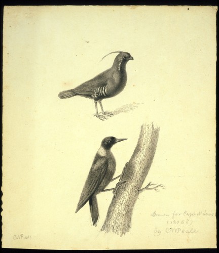 Quail and Woodpecker
