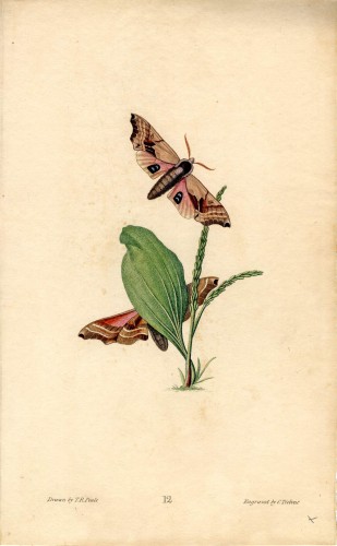 Plate 12: Twin-spotted sphinx