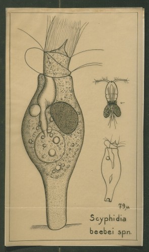 protozoa illustration