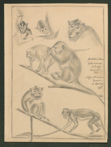 illustration of monkeys
