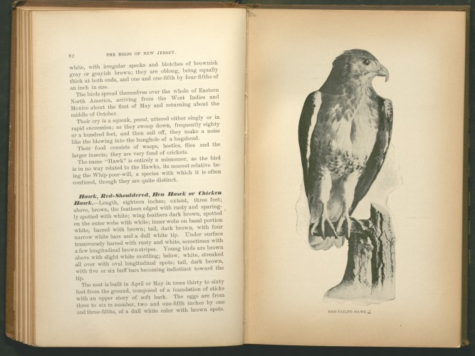 bird text and image