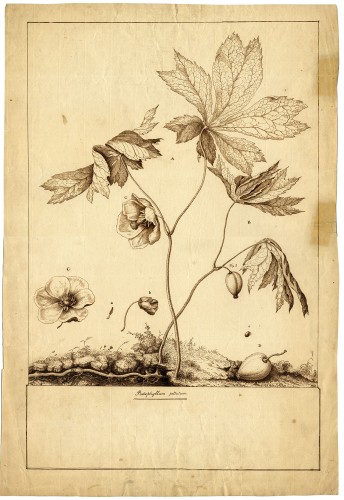 Mayapple