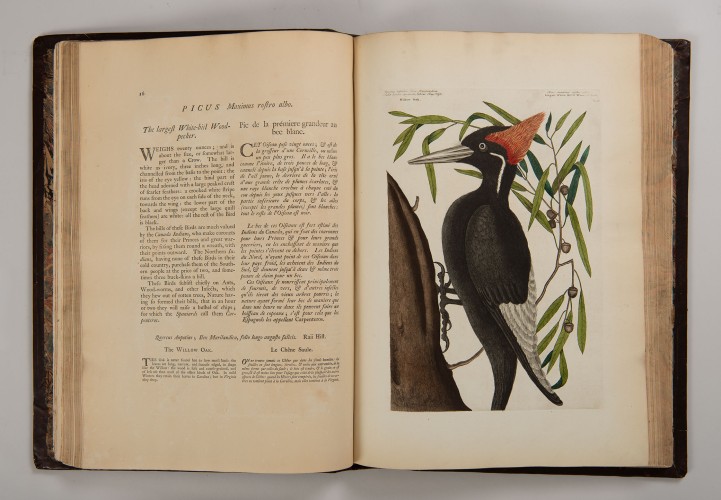 The Natural History of Carolina, Florida, and the Bahama Islands, vol 1