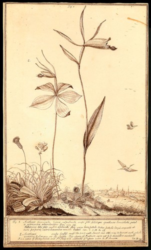Rosebud Orchid, Whorled Pogonia or Purple Five-leaf Orchid, Venus Flytrap, and Round-Leaf Sundew, with Philadelphia (?) in Background …