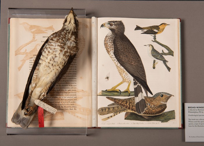 American Ornithology, vol. 6