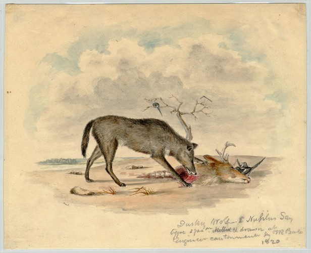 Dusky wolf Devouring Deer Head 