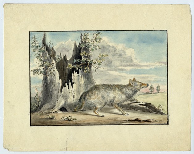 fox watercolor