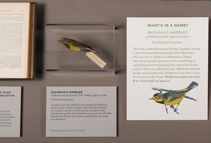 Bachman’s Warbler 
