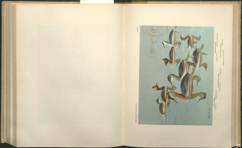 color plate of ducks