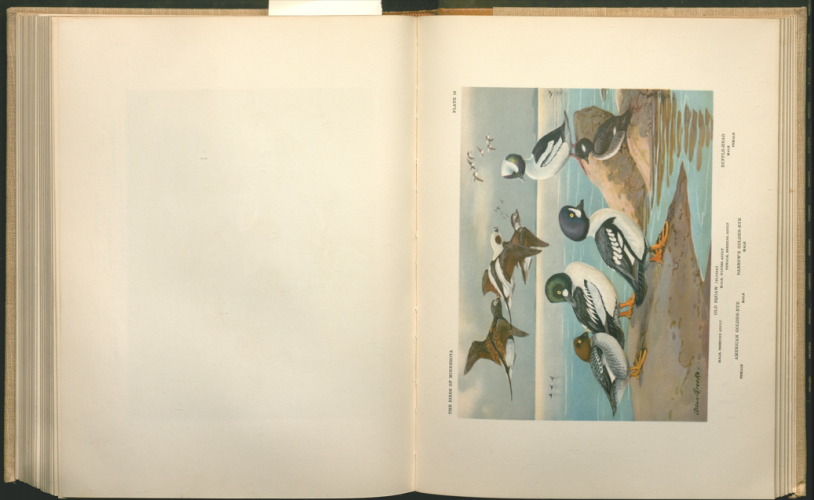 color plate 2