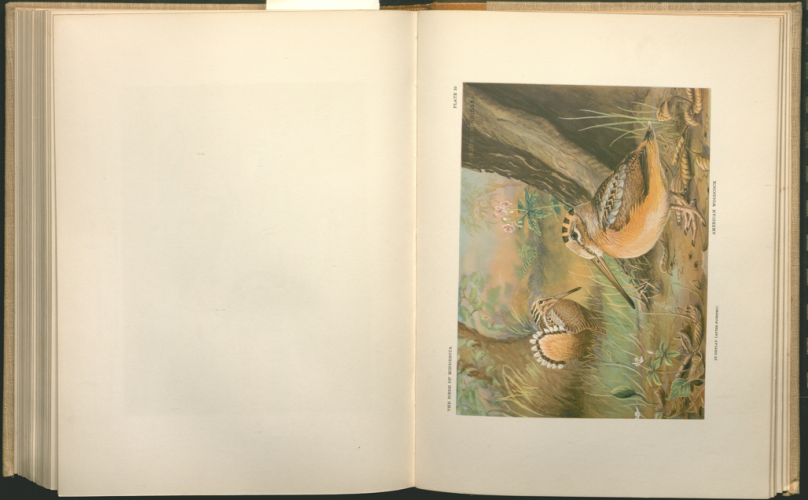 color plate 3
