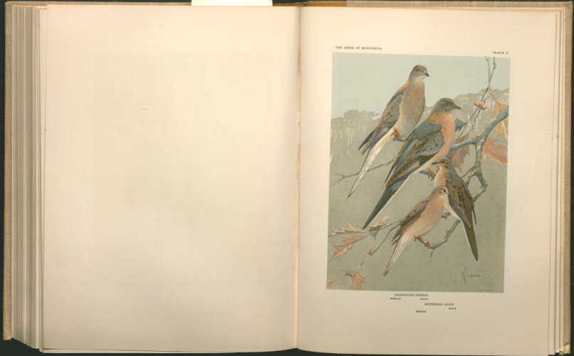 color plate 4