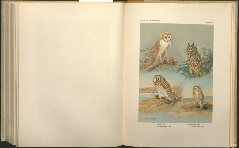 color plate of owls